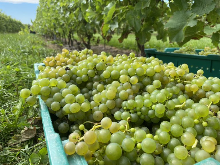 J&rsquo;ai testé : Faire les vendanges au Vignoble Rivière du Chêne 🍇