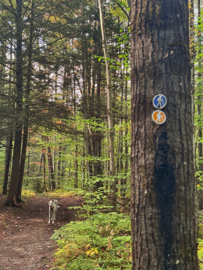 randonnée avec son chien au Diable Vert