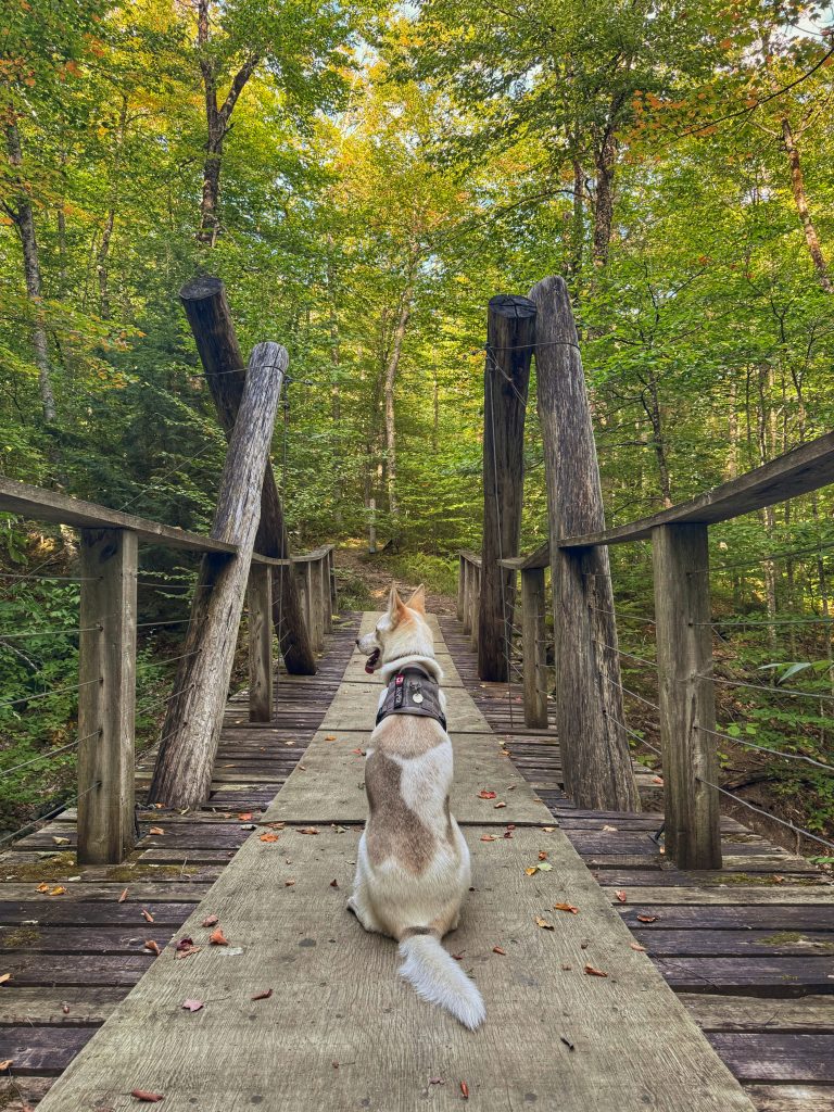 jasper, mon chien, sur un pont dans la foret
