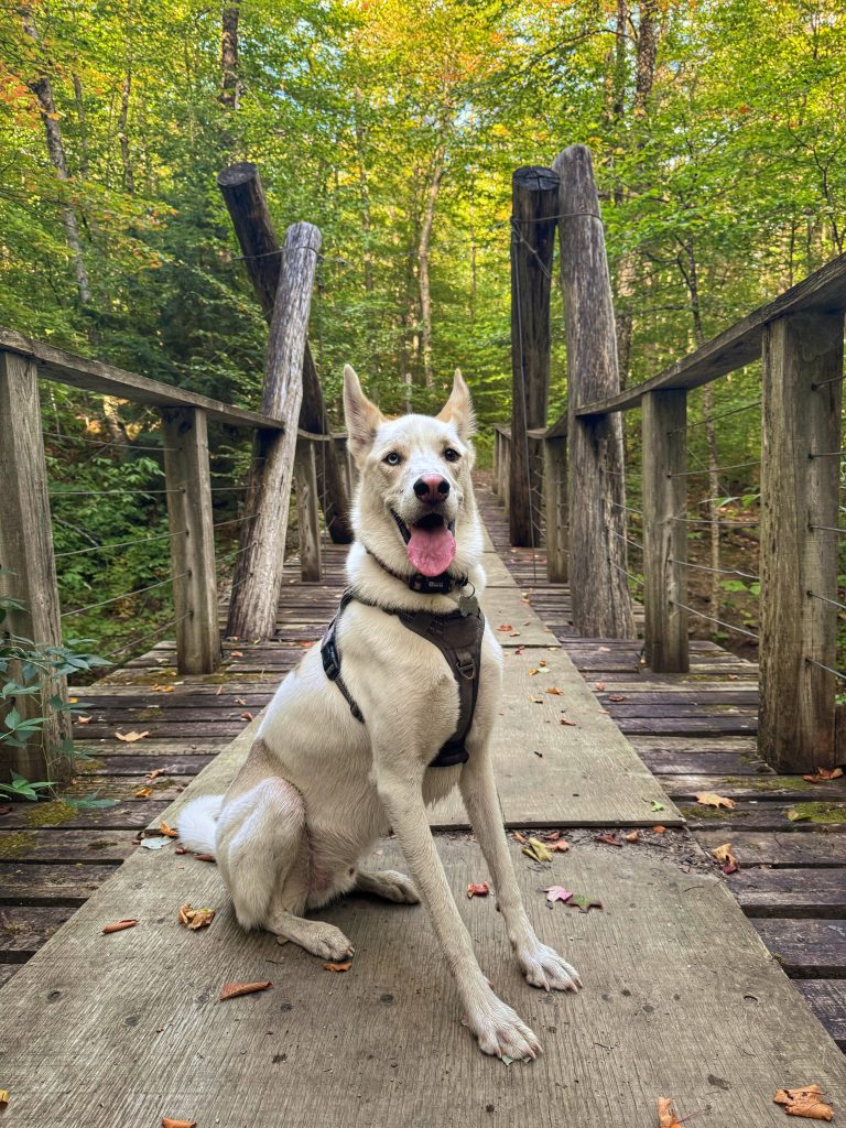 Jasper sur un pont randonnée au diable vert