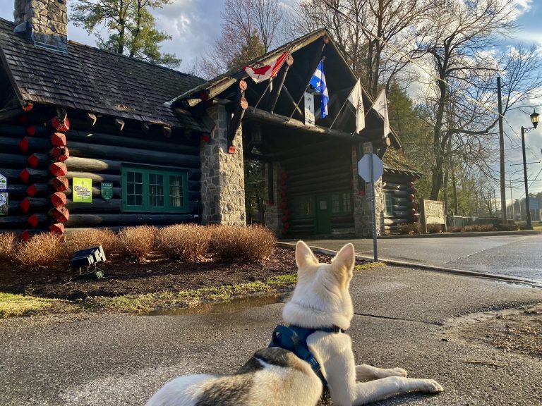 Jasper, jeune chien, devant l'entrée du Château Montebello